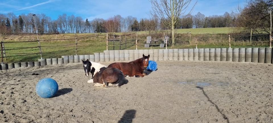 Thumbnail-Ein Stück vom Paradies für Menschen + Pferde + Hunde