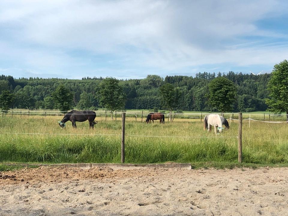 Thumbnail-Pferdehof in Bodensee Nähe
