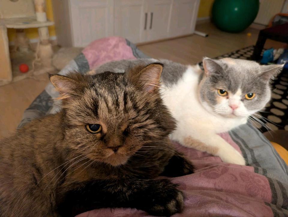 Thumbnail-Zwischenmiete für Tierliebhaber: Möblierte Wohnung mit Katzen