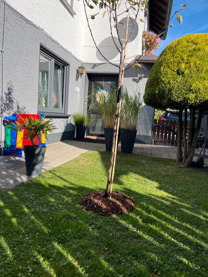 Thumbnail-Ferienwohnung Riekes im Sauerland vom 19. 10bis24.10 frei Herbst