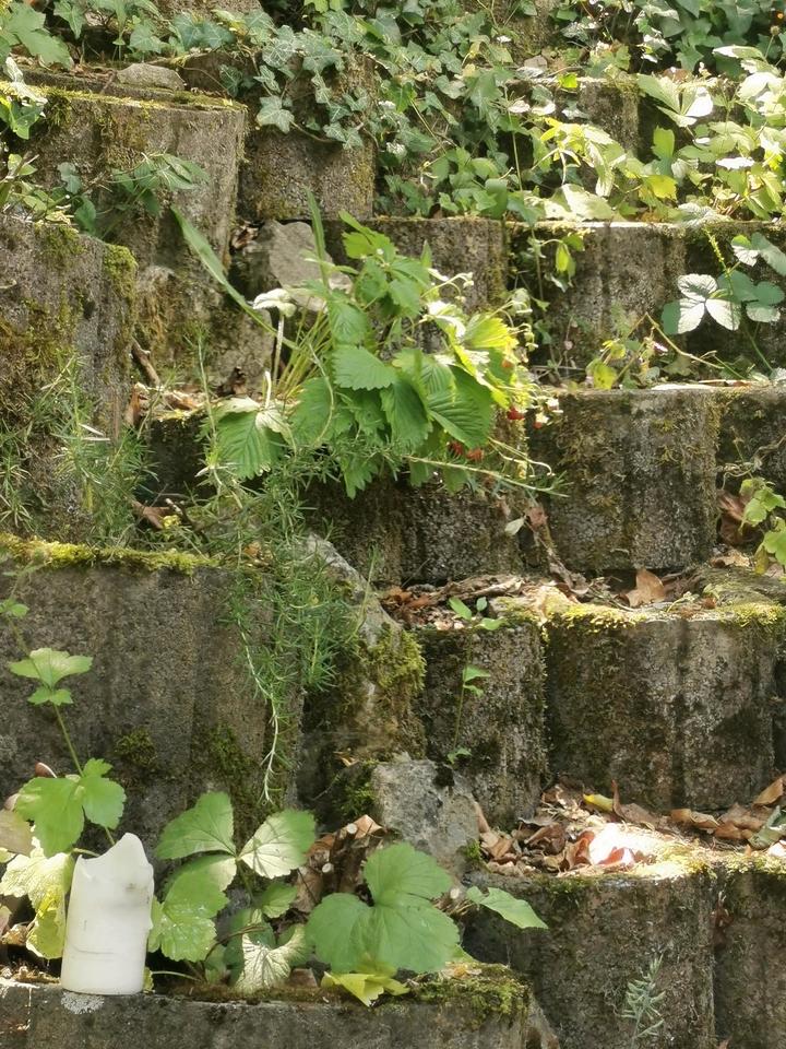 Thumbnail-ANFRAGESTOPP! Wohnung mit Garten und Terrasse ab 1.5.