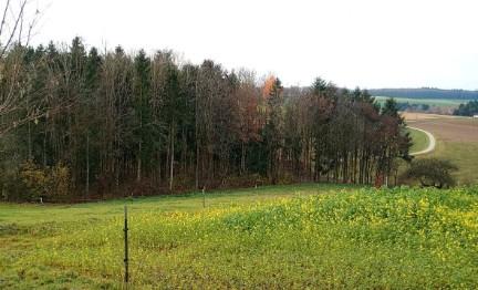 Thumbnail-Helle Souterrain-Wohnung mit Gartenmitbenutzung zu vermieten
