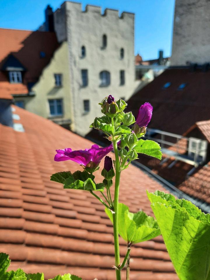 Thumbnail-Außergewöhnliche 3,5 Zimmer Innenstadt-Altbauwohnung