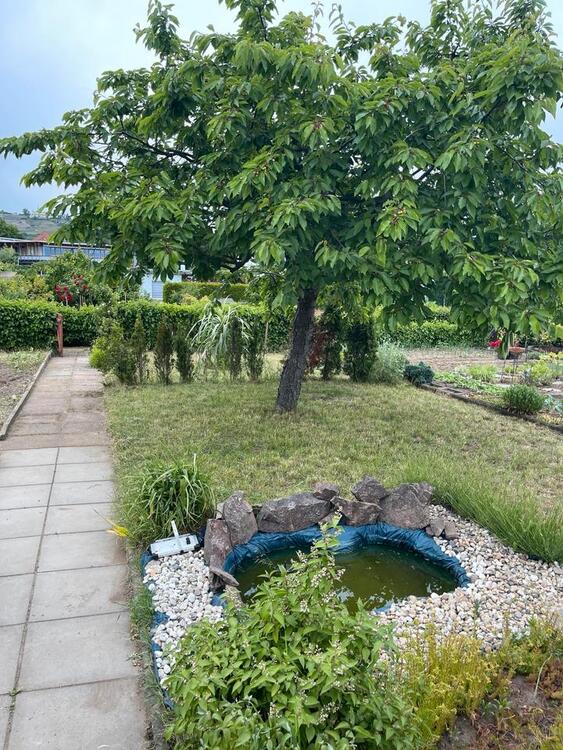 Thumbnail-Kleingarten in Radebeul Ost