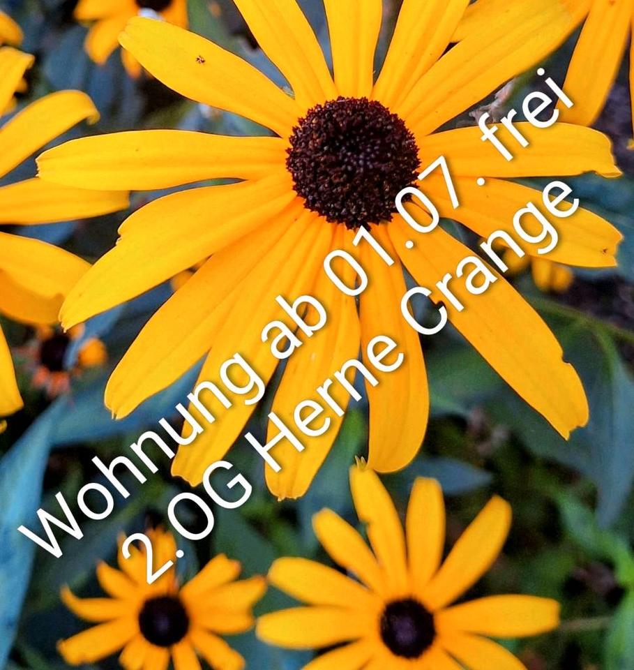 Thumbnail-2 Zi. Wohnung 2. OG ab 01.07. frei - keine Hundehaltung