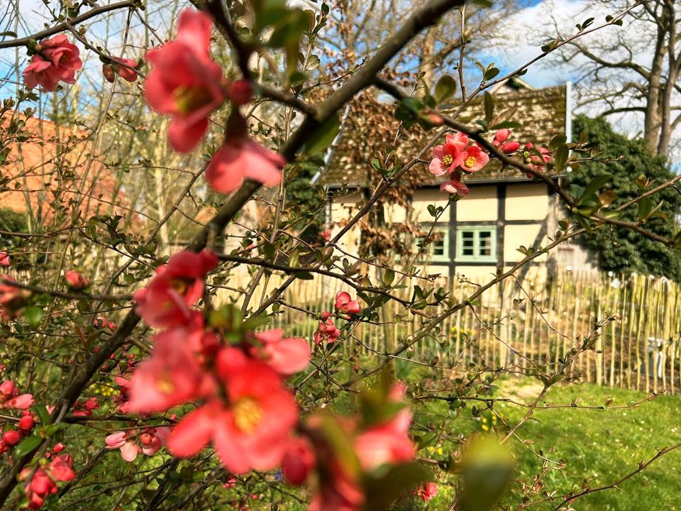 Thumbnail-Idyllisches Ferienhaus Nähe Dümmer See | Auszeit | Sauna | Natur