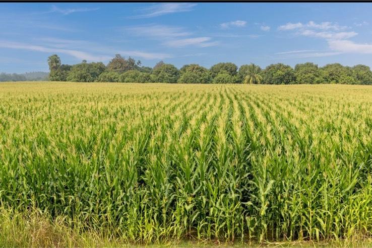Thumbnail-Landwirtschaftliche Fläche zu verpachten