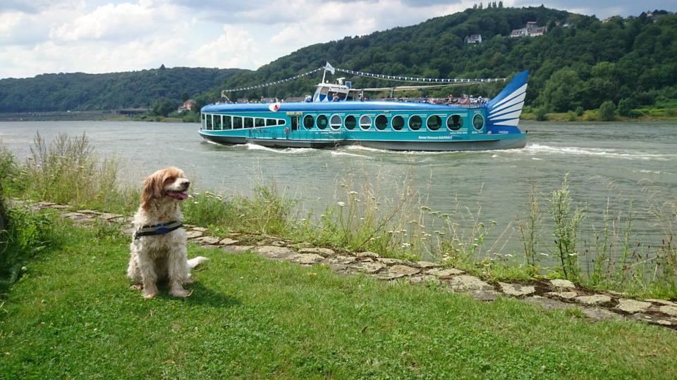 Thumbnail-28.3. - 6.4. LAST-Minute, Fewo Bad Honnef, 2 Pers. 9 Tage, € 650