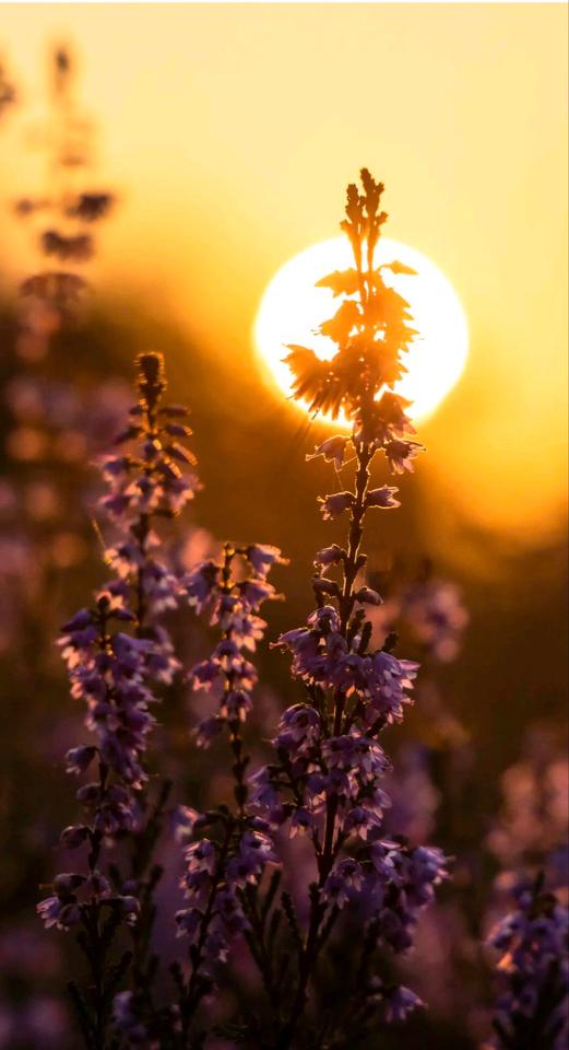 Thumbnail-Wer gibt uns eine Chance auf ein Haus mit Garten