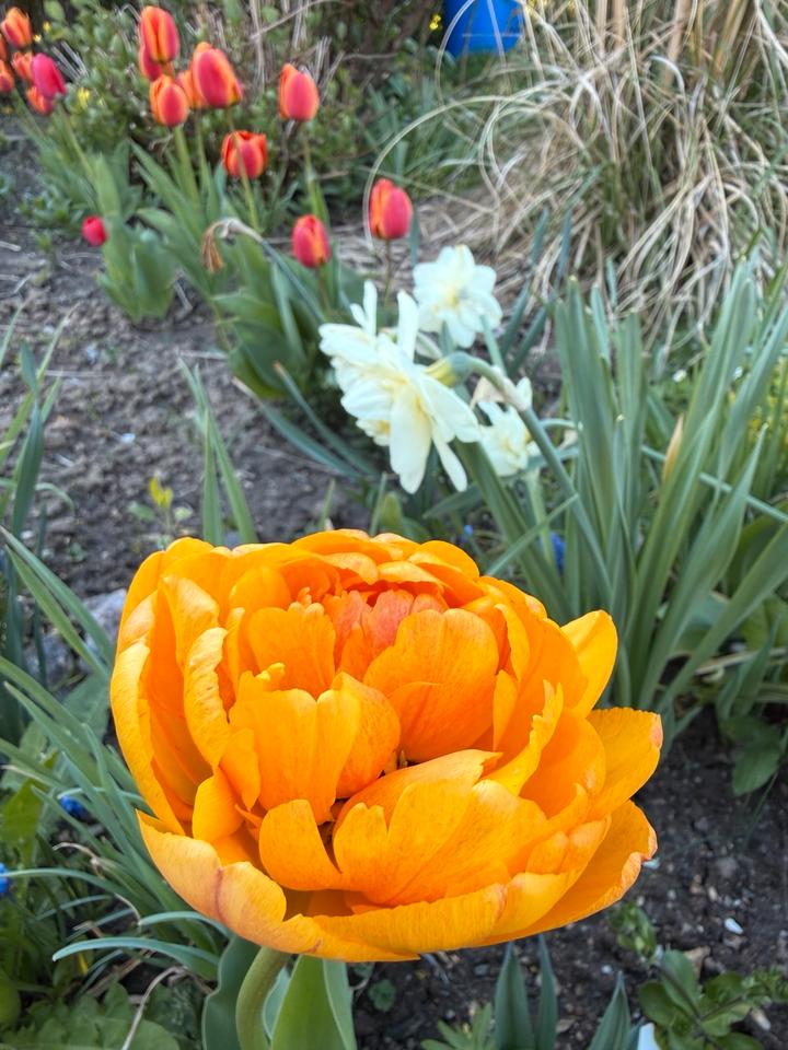 Thumbnail-Kleingarten 75 qm in Dresden-Süd – ruhig & naturnah