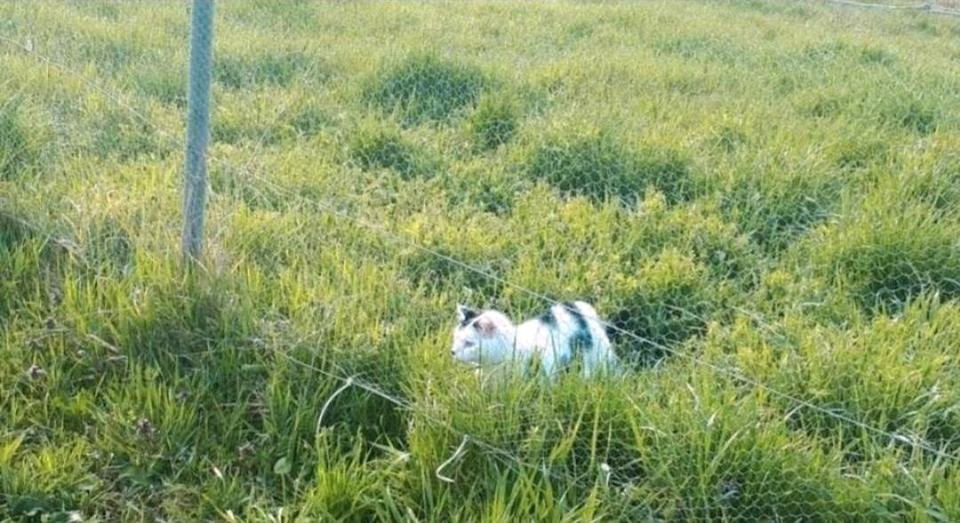 Thumbnail-3 WG Zimmer in großem Fachwerkhaus