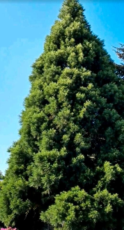 Thumbnail-Du suchst ein Haus zum Wohnen und Arbeiten? Eine Oase der Ruhe