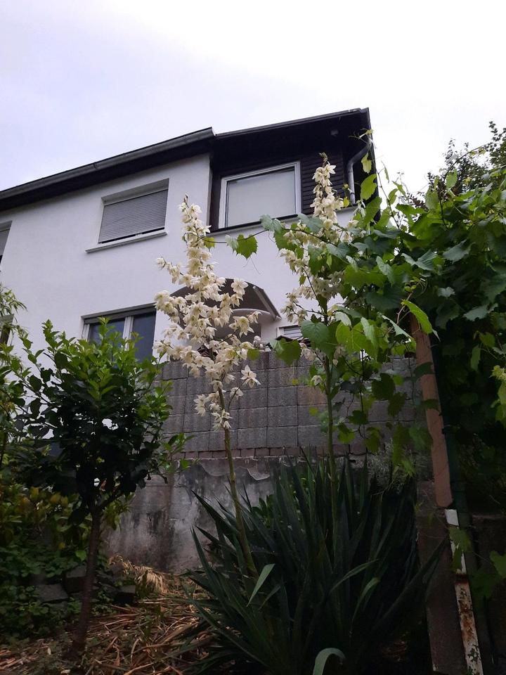 Thumbnail-Einfamilienhaus