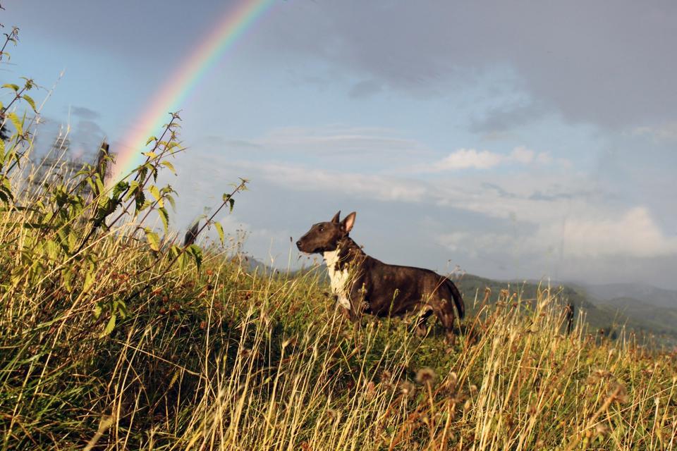 Thumbnail-Haus in Alleinlage ( Tierschutzprojekt ) mit großem Grundstück