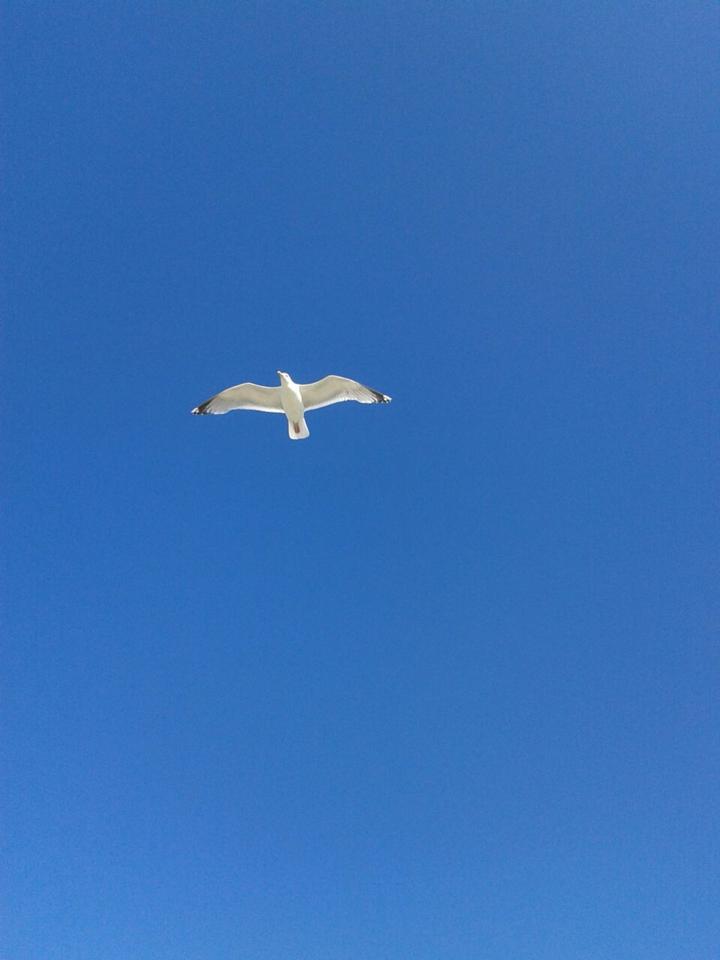 Thumbnail-FerienwohnungNordsee für das Urlaubsjahr 2026 frei- ohne Hund-