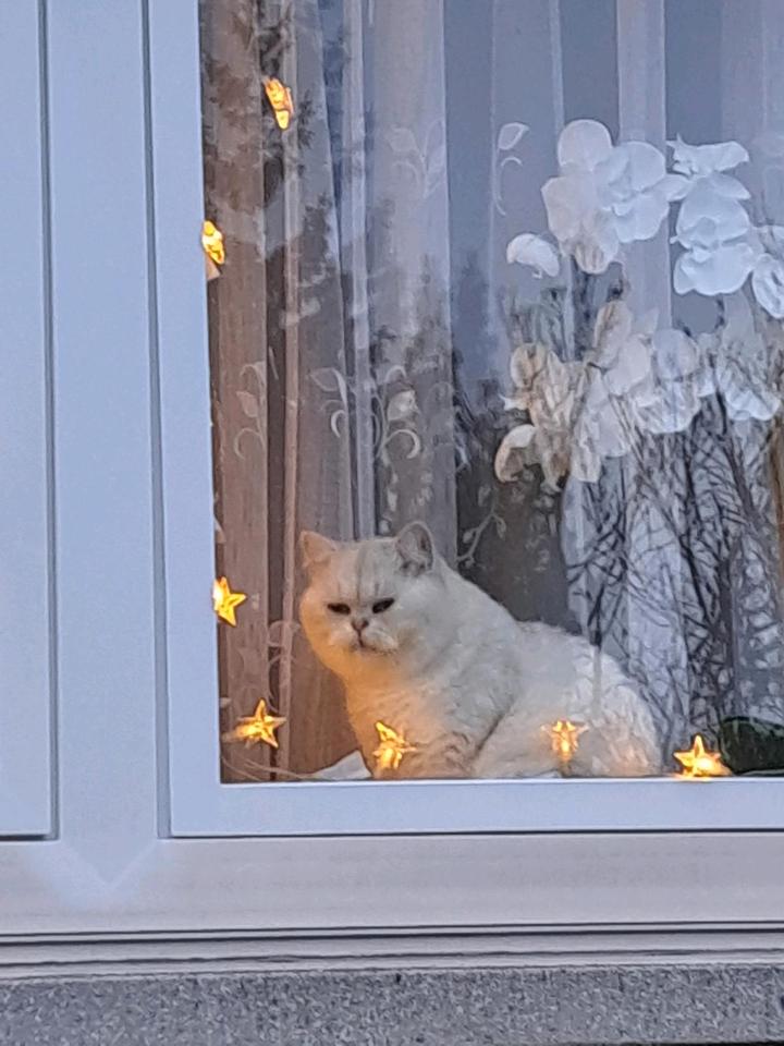 Thumbnail-Wg Zimmer ab 1 .5 frei