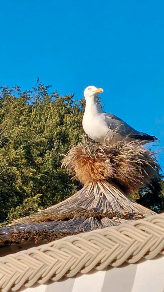Thumbnail-Ferienwohnung,Schönberg, Strand,Holm,Ostsee