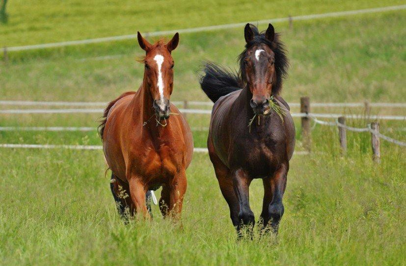 Thumbnail-großes Baugrundstück Ribnitz-Damgarten ideal zur Pferdehaltung als Paddock