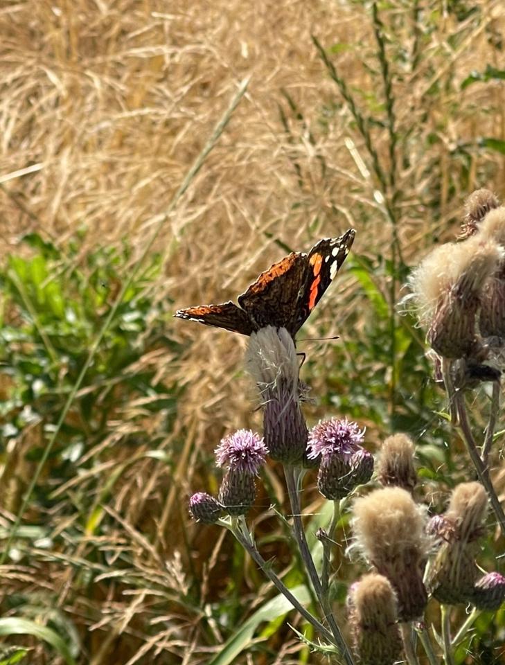 Thumbnail-Liebhaberobjekt: uralter Fachwerk Bauernhof auf 1800m2