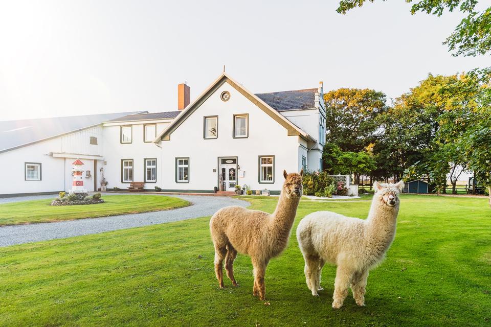 Thumbnail-Ferienwohnung , Nordsee, Bauernhof ,Ferienhof , Tiere