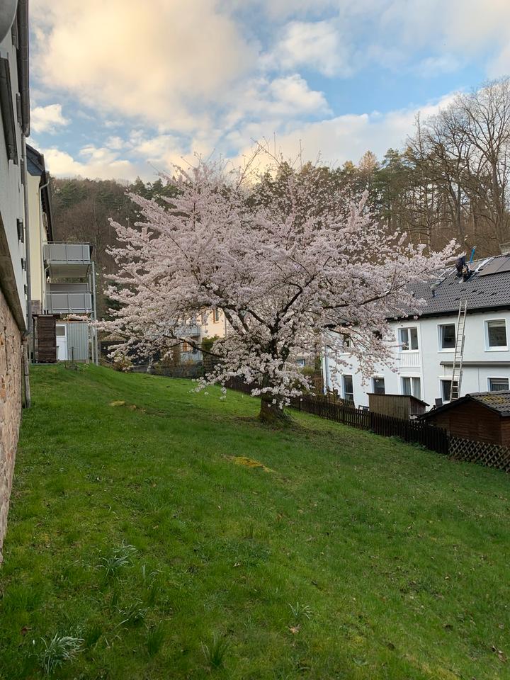 Thumbnail-55qm, Schöne 2-Zimmer-Wohnung in ruhiger Lage mit Schlossblick