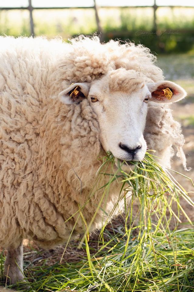 Thumbnail-Urlaub auf dem Bauernhof (Ostseeinsel Fehmarn)