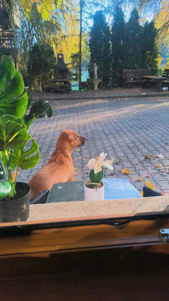 Thumbnail-Wunderschöne kleine 1 Zimmer Wohnung in Habsthal ab Mai 2026