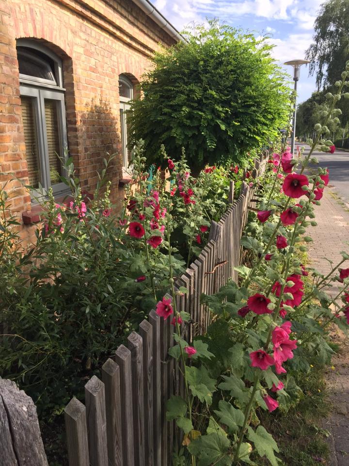Thumbnail-Hübsches Ferienhaus 2-5 Pers. Waren (Müritz) 65m2