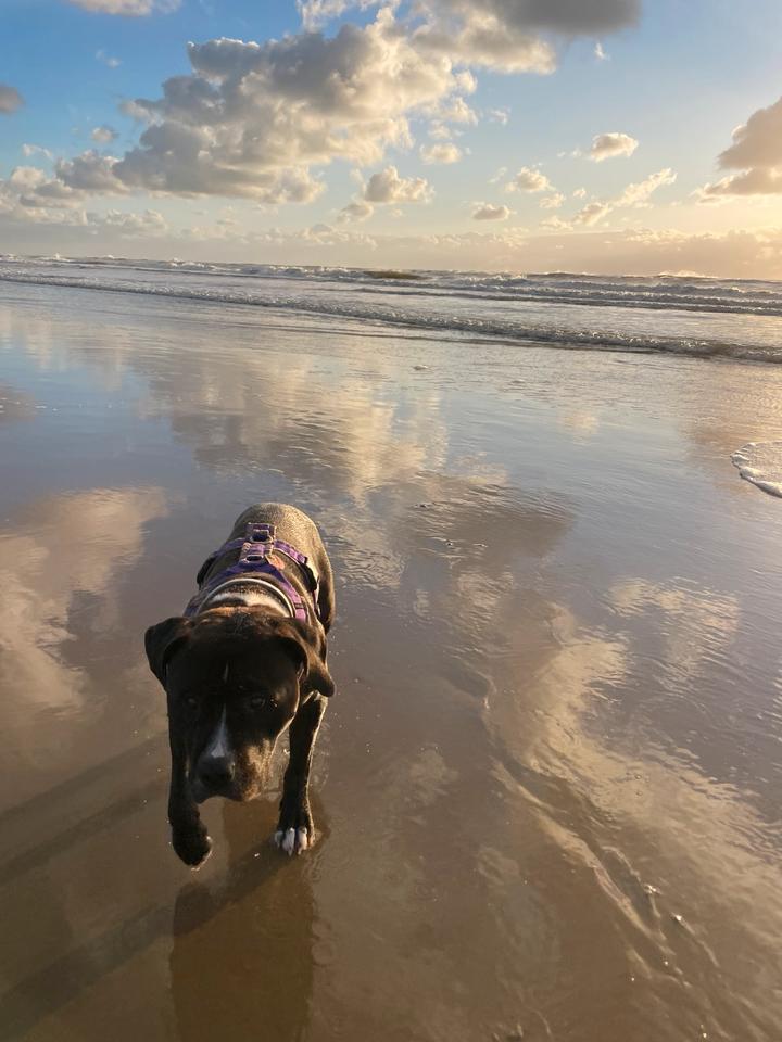 Thumbnail-Wohnung, WG, Zwei- Zimmer Wohnung, Hund