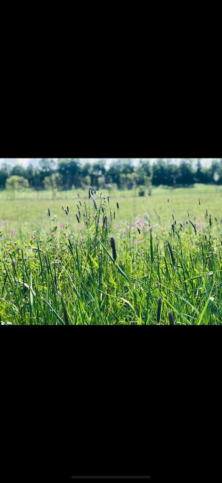 Thumbnail-Land WG, großes Zimmer mit Garten Werkstatt zur Miete