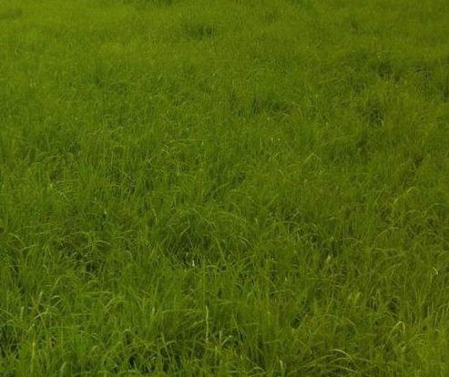 Thumbnail-Wiesengrundstück 61191 Rodheim