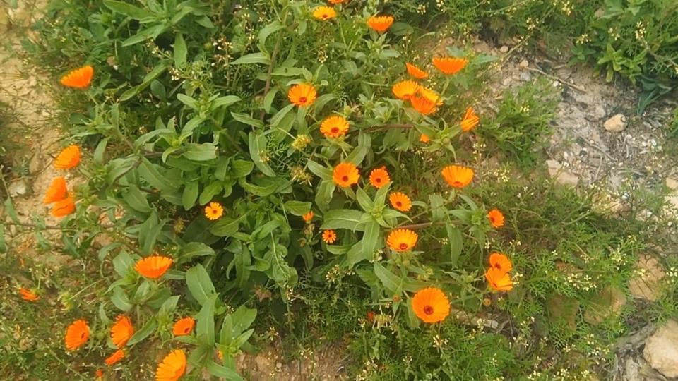 Thumbnail-7500 m² Landwirtschaft Grundstück in Bouarg Nador Marokko