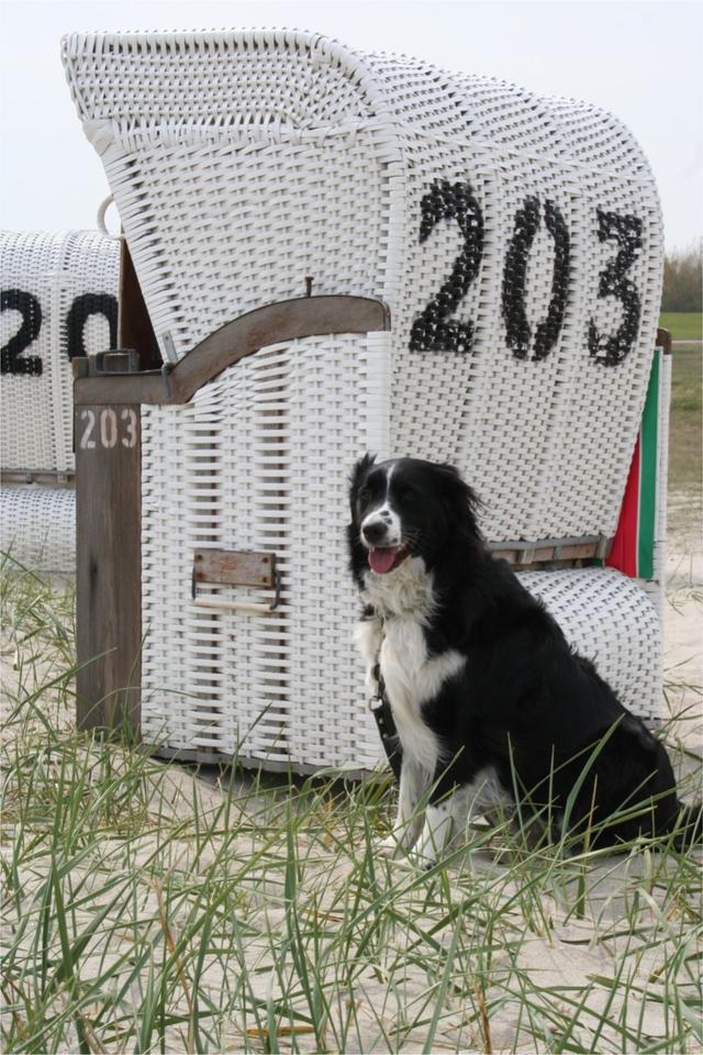 Thumbnail-Ferienwohnung HooksielNordseeHund willkommenStrandkorb