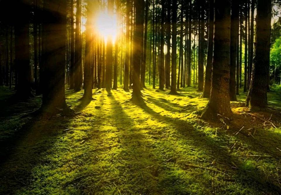 Thumbnail-Wald, Grundstück