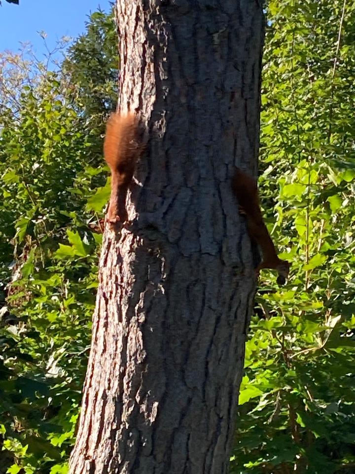 Thumbnail-Grundstück in Offenbach 650 m2