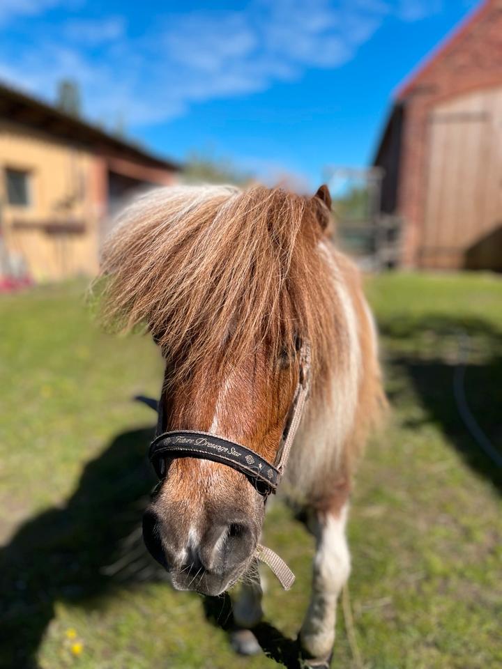 Thumbnail-Kl Wohnung plus Ponyplatz
