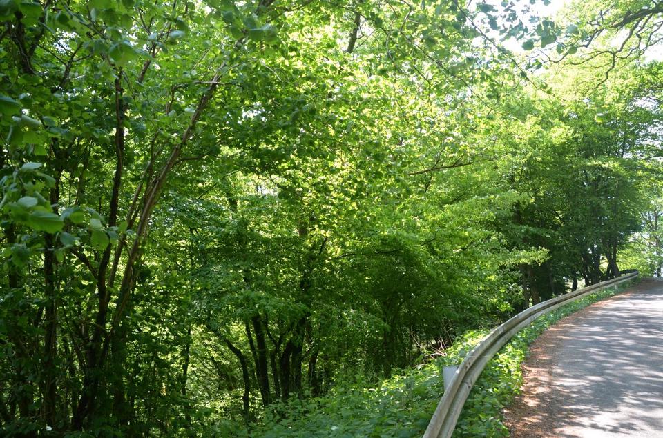 Thumbnail-Wasserquelle Wald und Weide Wiese Drespe Reichshof Laub Mischwald