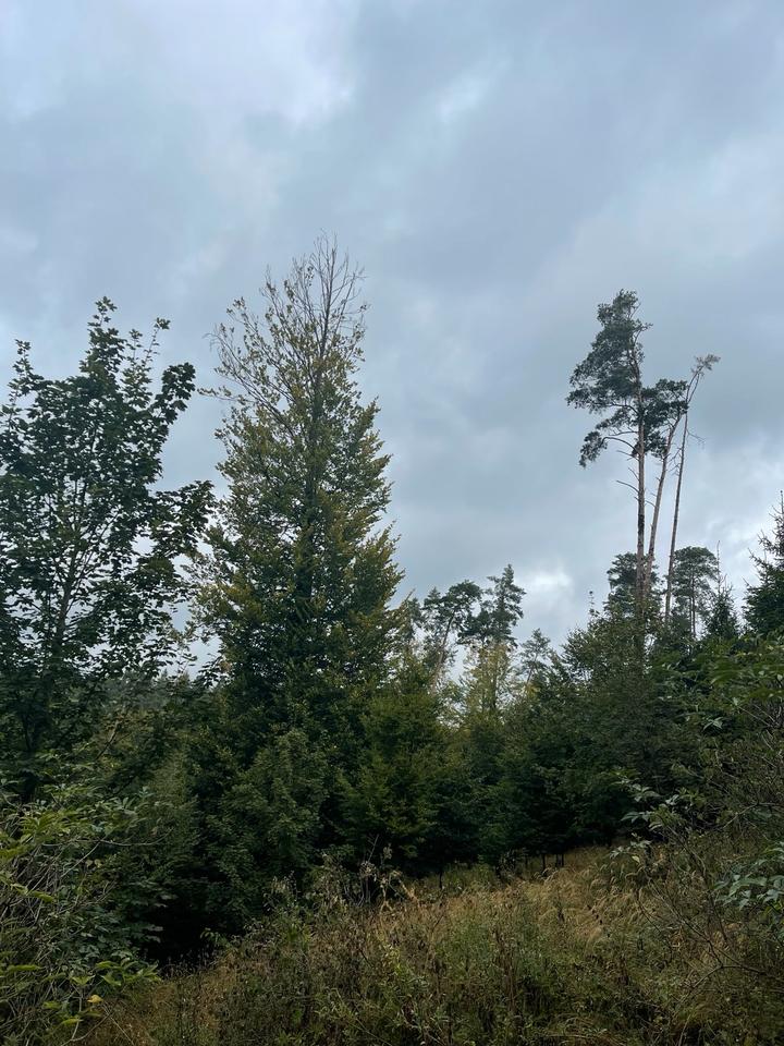 Thumbnail-Waldfläche, 13.000 m², Gem. Isling