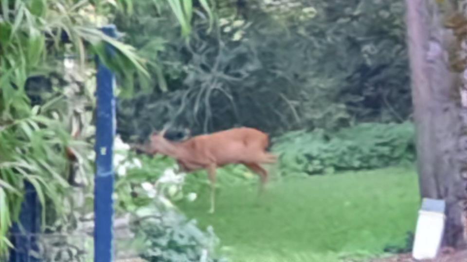 Thumbnail-Mietkauf o. Verkauf Essener Süden 1 Fam. Alleinlage