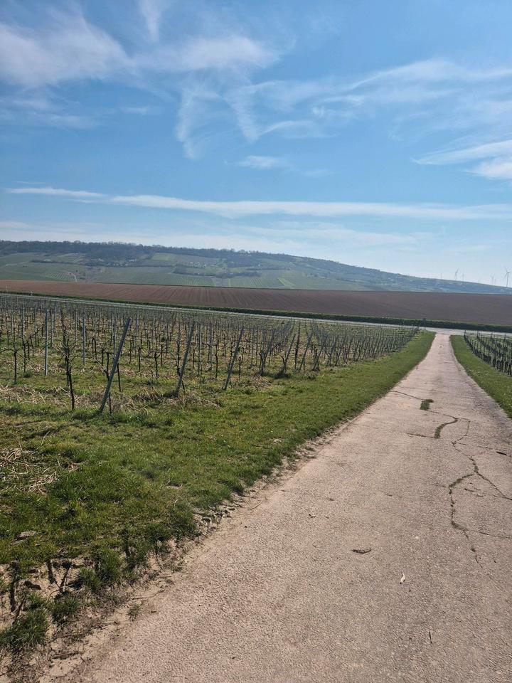 Thumbnail-Zimmer in Bingen 300 € kalt