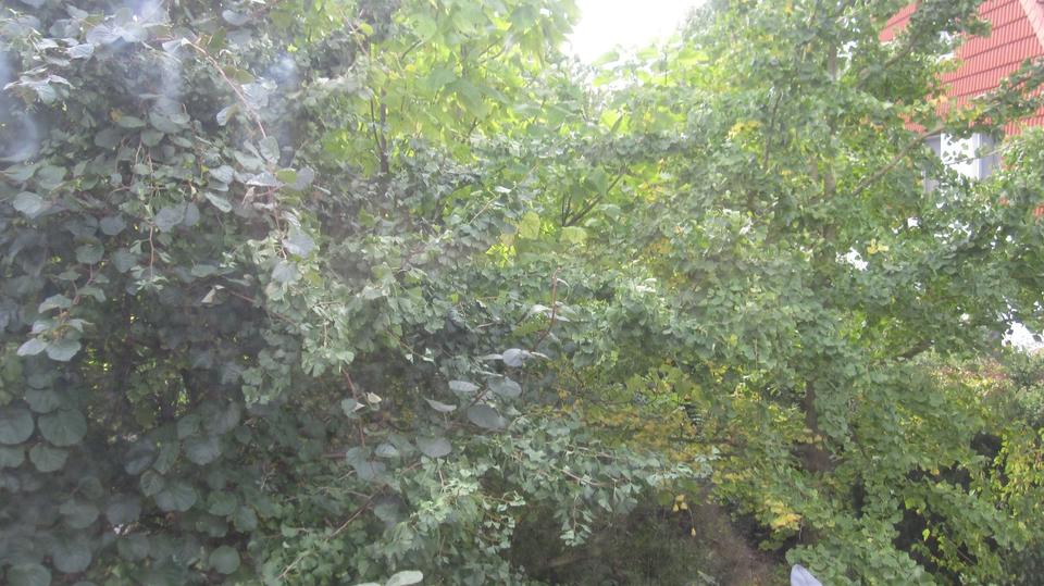 Thumbnail-1 Zimmer, Bad, Küche in WG