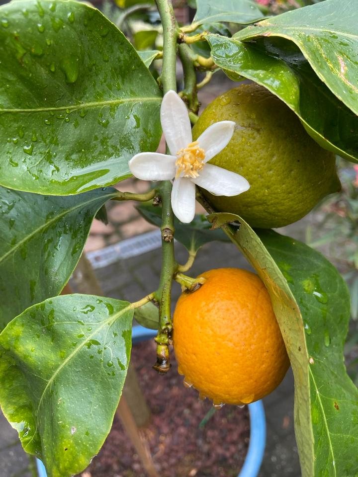 Thumbnail-Kleinod in idyllischer Waldrandlage im Aussenbereich von Greven
