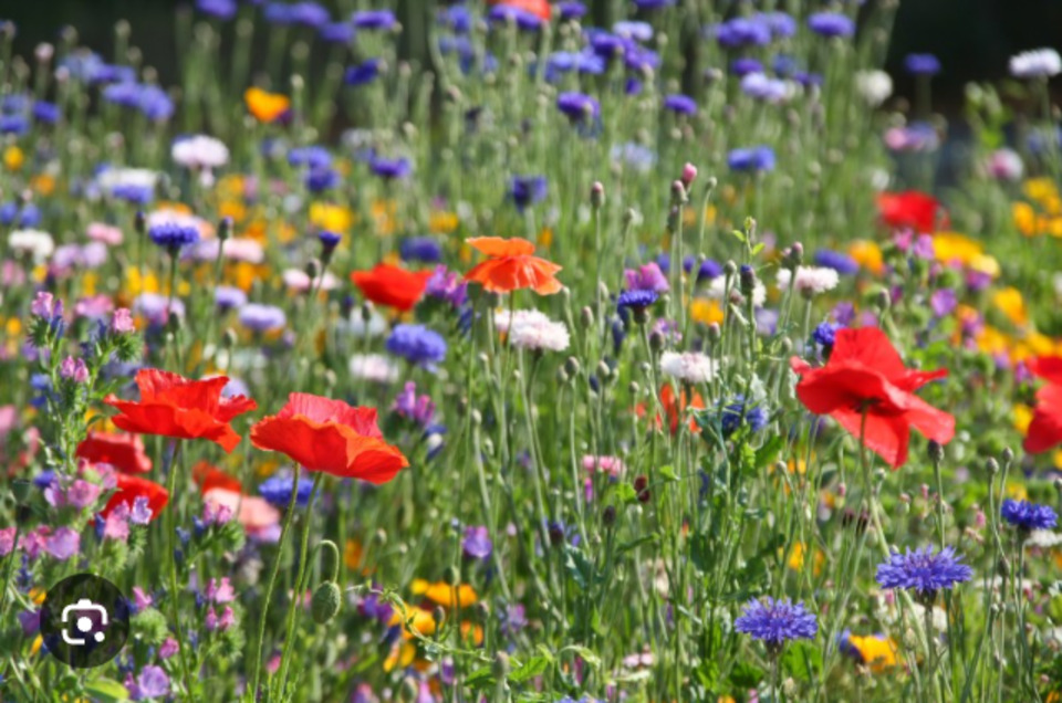 Thumbnail-Alternatives WohnenLeben mit Tieren