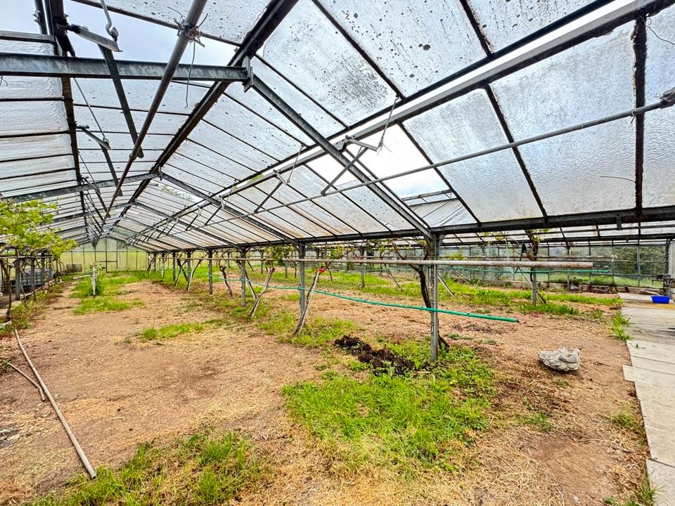 Thumbnail-Gewächshaus mit ca. 500 m² in Großbottwar ***Teilflächen möglich***