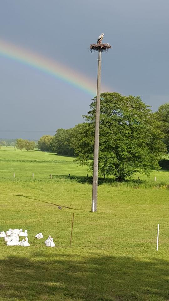 Thumbnail-Ferienwohnung bei Schwerin, in Mirow, Natur pur m. Storchenblick
