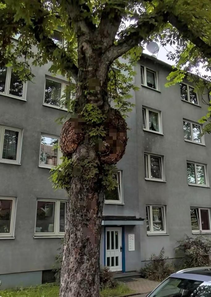 Thumbnail-Kapitalanlage oder Eigennutzung – 3ZKB direkt an der Uni Kassel