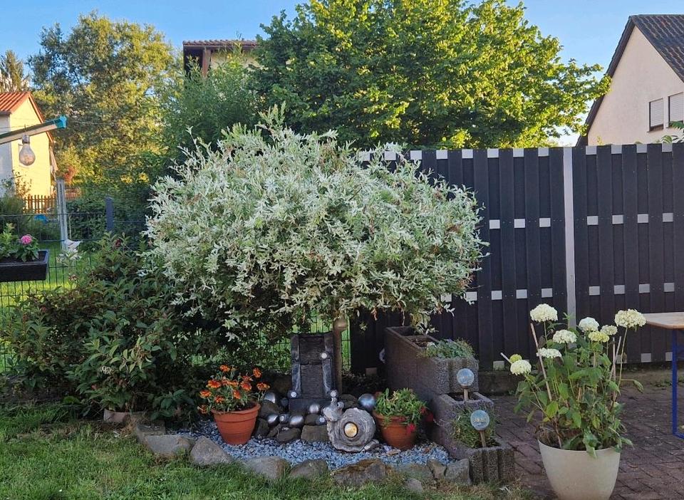 Thumbnail-1-2 Familienhaus