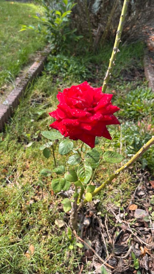 Thumbnail-2-Fam-Wohnhaus, 220 qm WF, teilvermietet