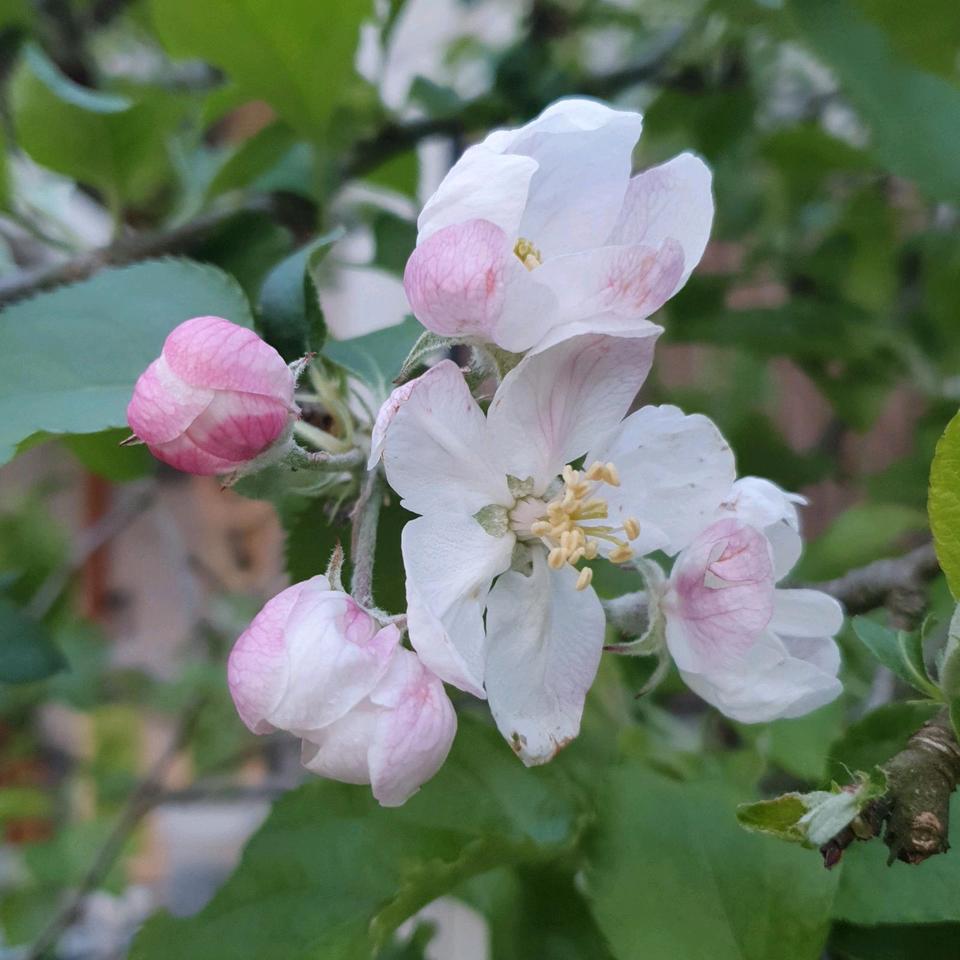 Thumbnail-1.Zi.WohnungBüro mit kochnische,WohnenSchlafen,BadWC