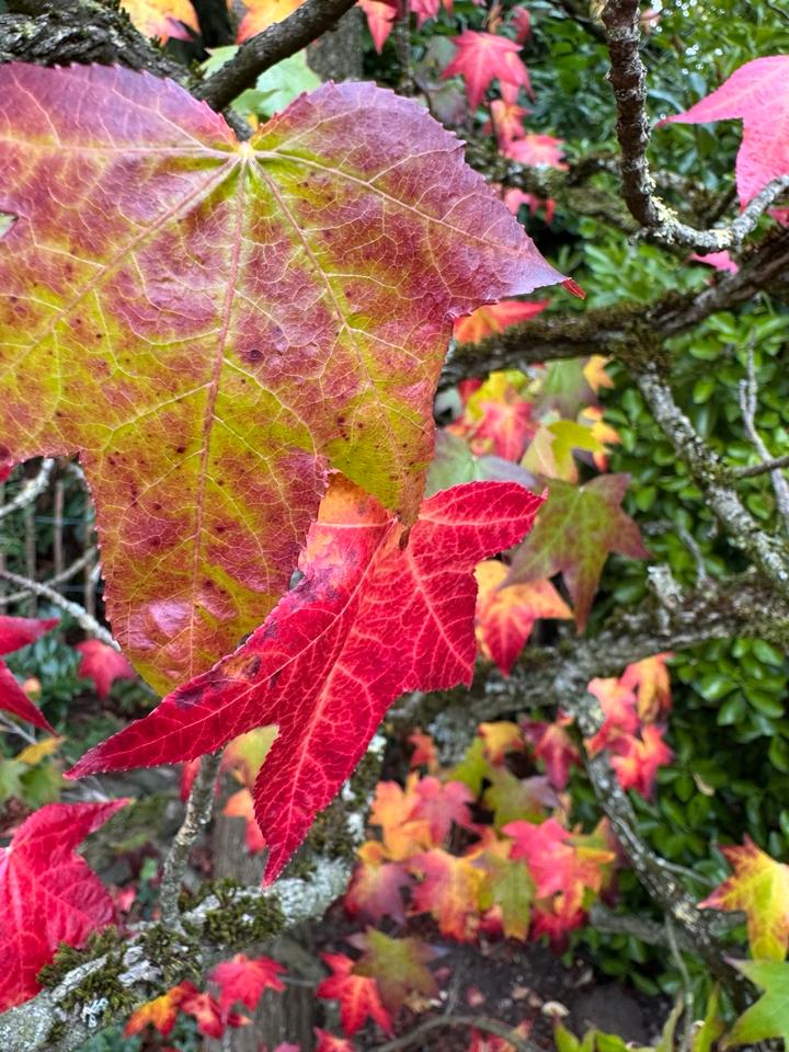 Thumbnail-REH Langenfeld ab 0326